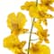 Yellow Dancing Orchid by Ashland&#xAE;